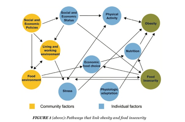 A web diagram showing all of the different pathways, including community factors and individual factors, that lead to obsity and food insecurity